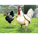 Rooster Fighter : Coq de...